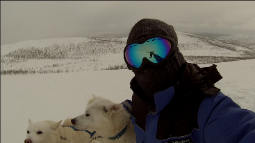Dog Sledding Artic